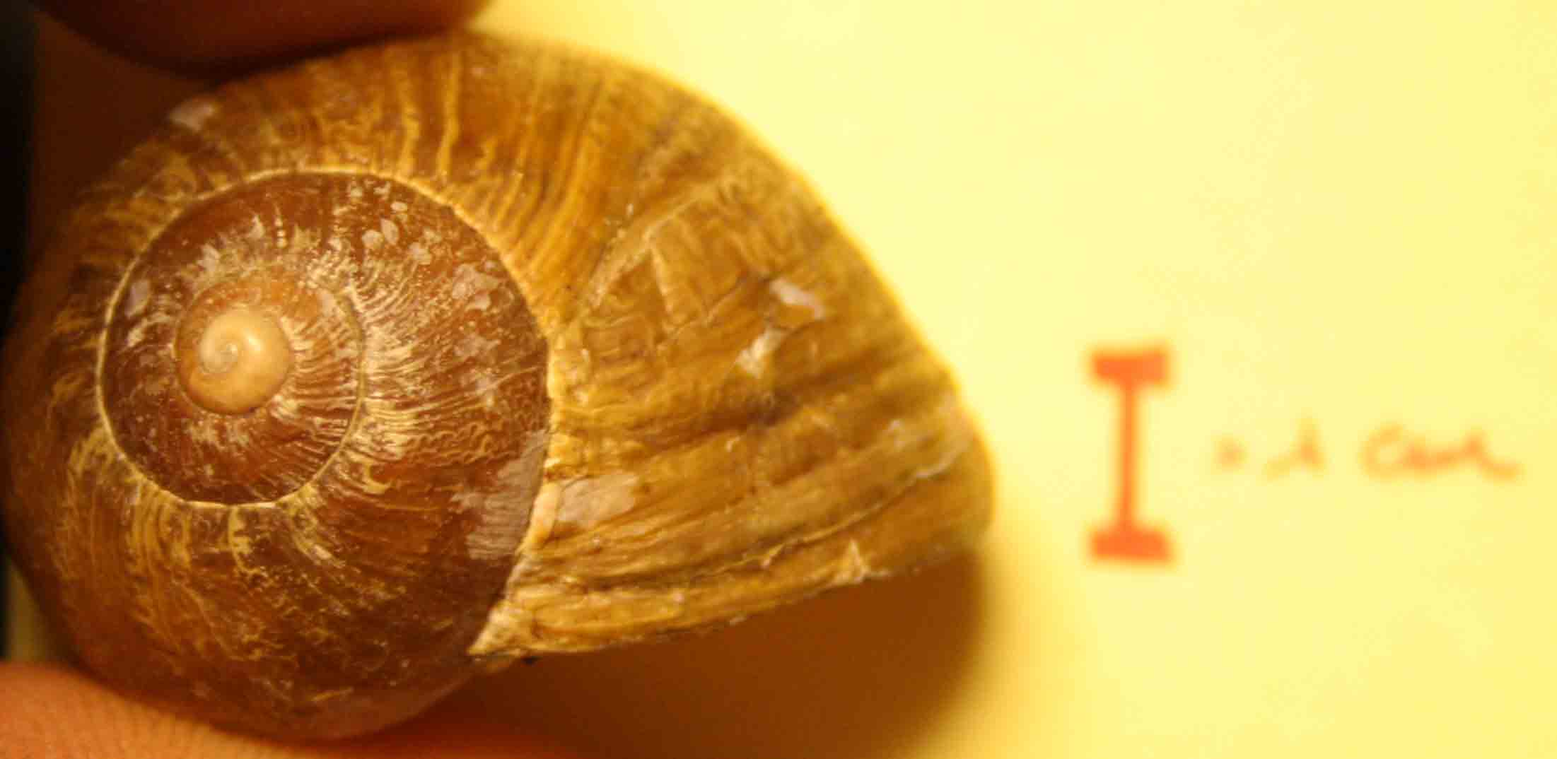 cantareus apertus?